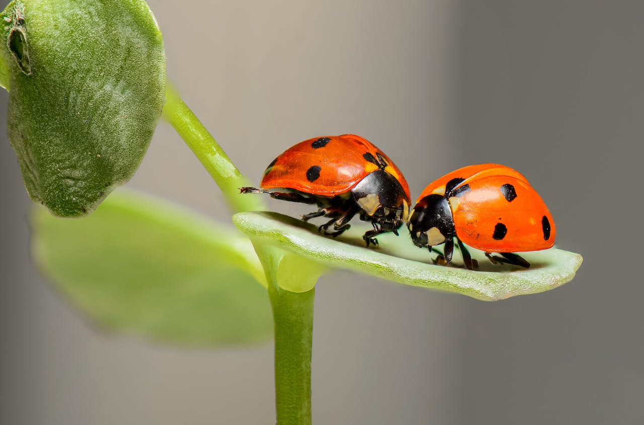 What Is The Symbolism Of A Ladybug?