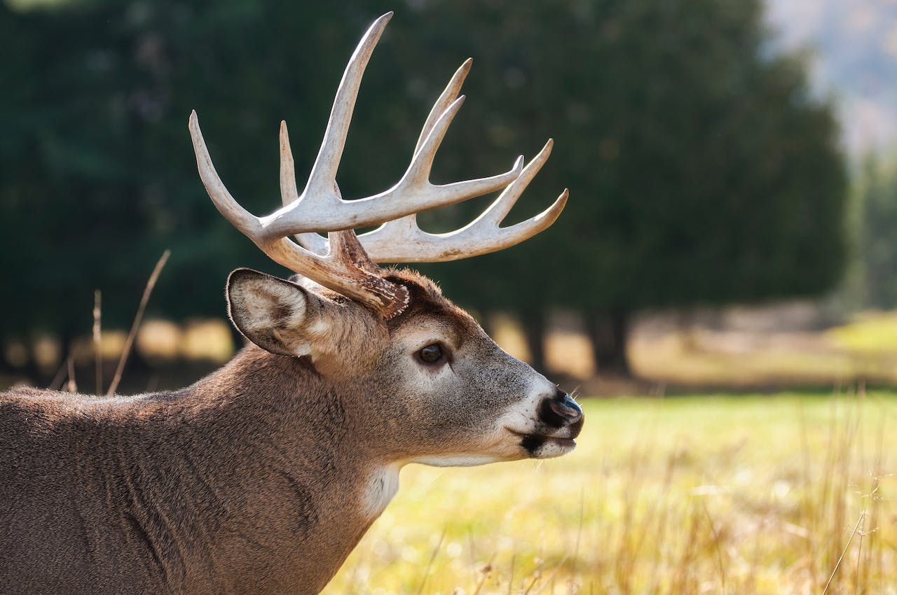 Deer Symbolism & The Spiritual Meanings Of Seeing Deer