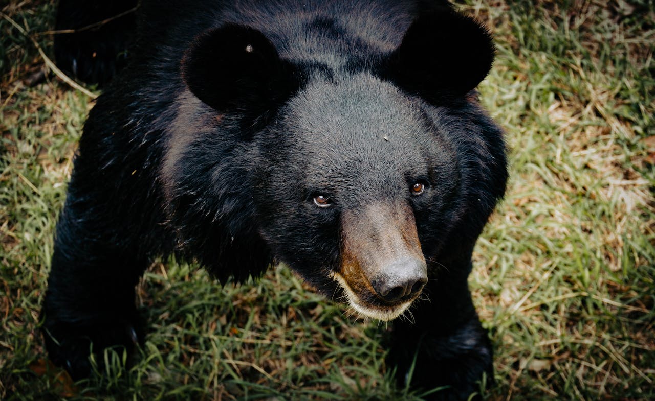 What Does Dreaming Of A Bear Attack Mean?