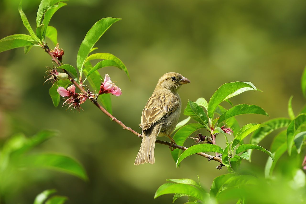 What Is Sparrow Meaning In A Dream?